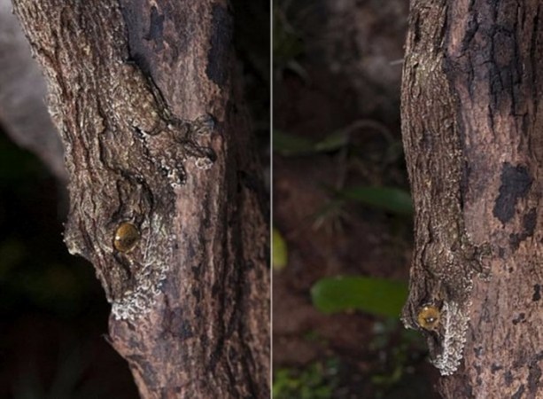 Foto - Onları görebilmek mümkün değil!