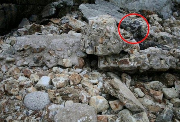 Foto - Onları görebilmek neredeyse imkansız