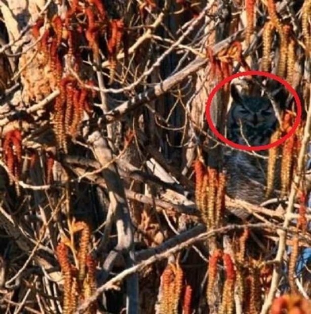 Foto - Onları görebilmek neredeyse imkansız