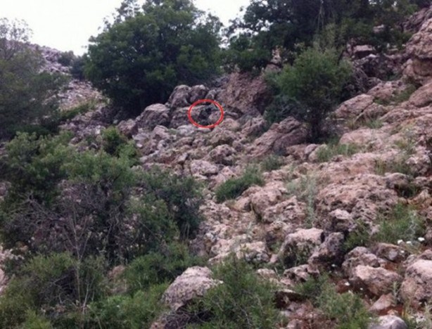 Foto - Onları görebilmek neredeyse imkansız