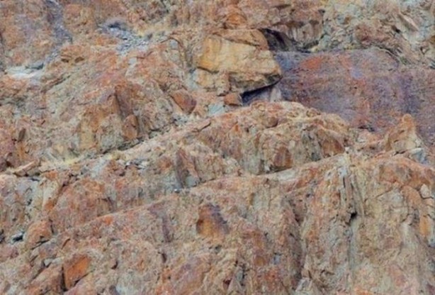 Foto - Onları görebilmek neredeyse imkansız