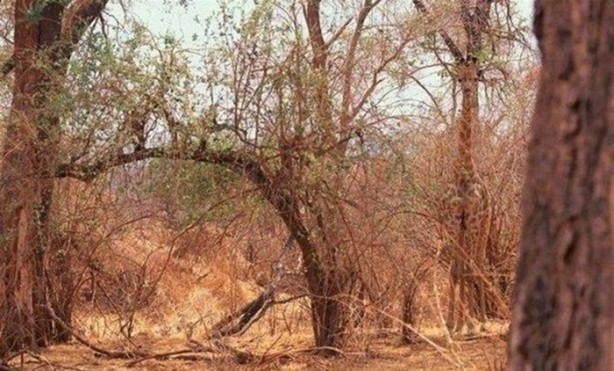 Foto - Onları görebilmek neredeyse imkansız