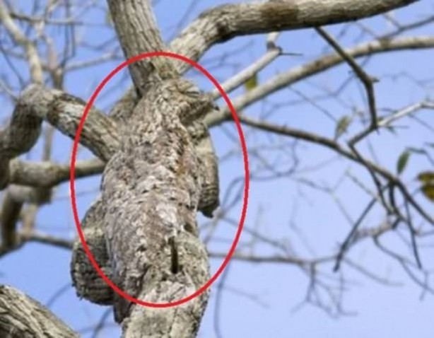 Foto - Onları görebilmek neredeyse imkansız