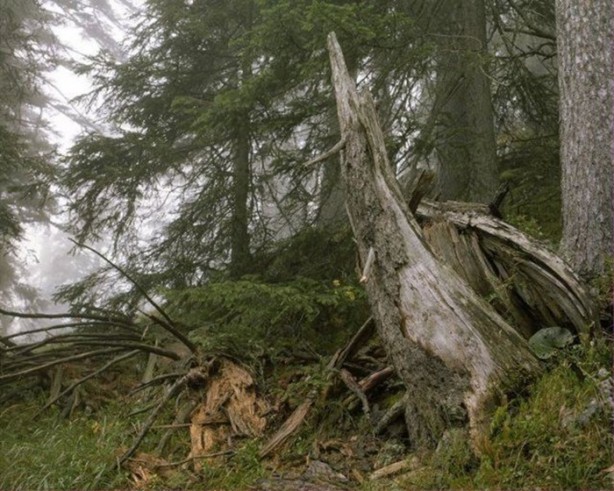 Foto - Onları görebilmek neredeyse imkansız