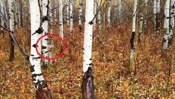 Foto - Onları görebilmek neredeyse imkansız