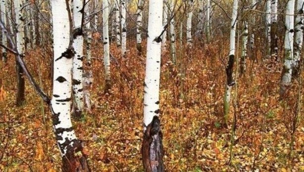 Foto - Onları görebilmek neredeyse imkansız