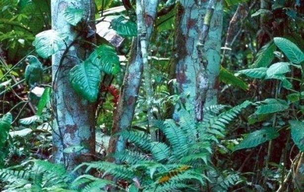 Foto - Onları görebilmek neredeyse imkansız