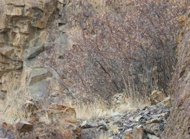 Foto - Onları görebilmek neredeyse imkansız