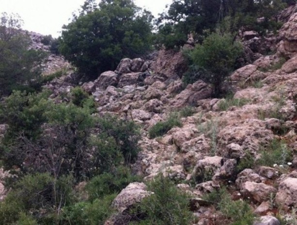 Foto - Onları görebilmek neredeyse imkansız