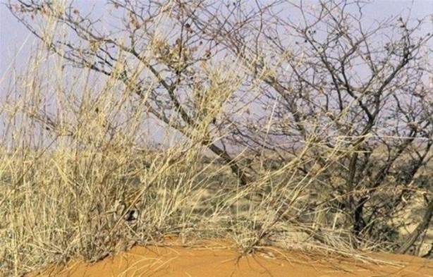 Foto - Onları görebilmek neredeyse imkansız