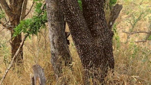 Foto - Onları görebilmek neredeyse imkansız