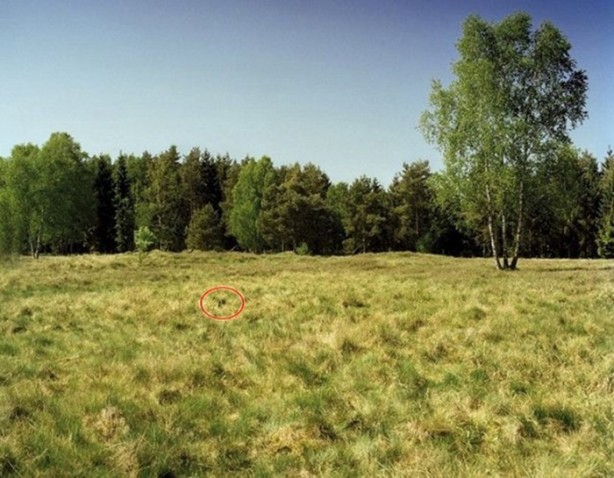 Foto - Onları görebilmek neredeyse imkansız