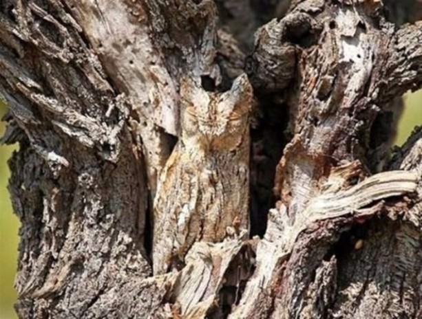 Foto - Onları görebilmek neredeyse imkansız