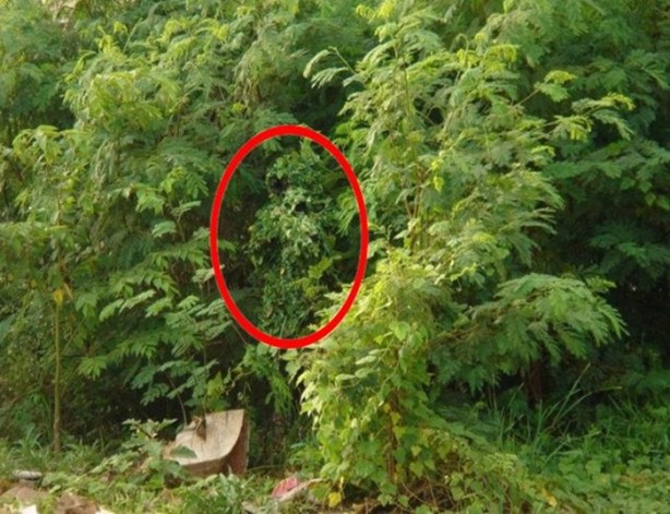 Foto - Onları görebilmek neredeyse imkansız