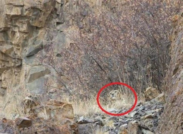 Foto - Onları görebilmek neredeyse imkansız