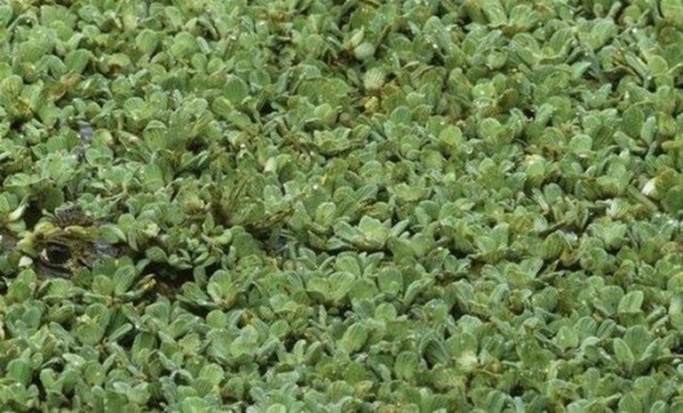 Foto - Onları görebilmek neredeyse imkansız