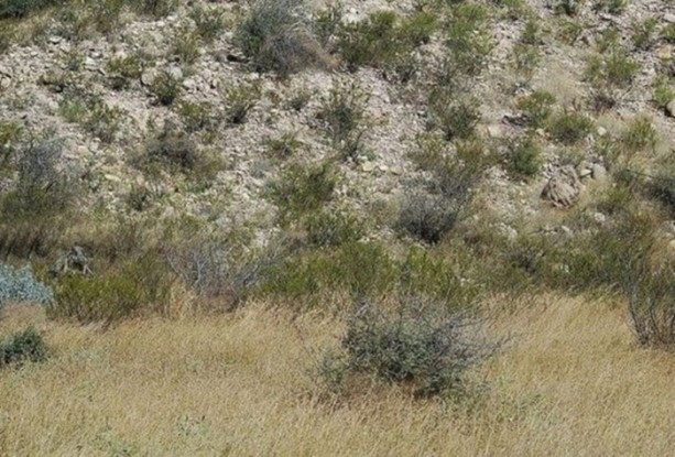 Foto - Onları görebilmek neredeyse imkansız