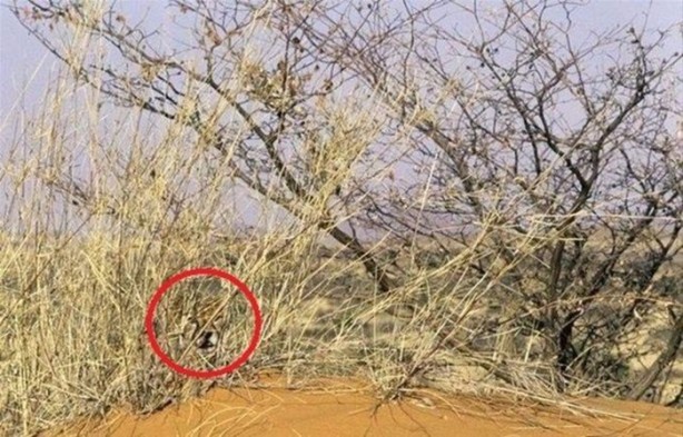 Foto - Onları görebilmek neredeyse imkansız