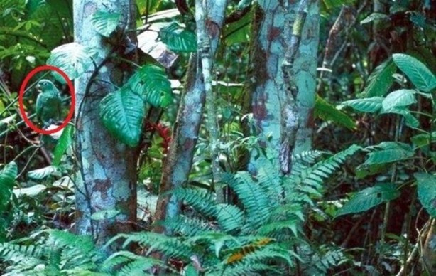 Foto - Onları görebilmek neredeyse imkansız