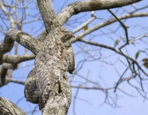 Foto - Onları görebilmek neredeyse imkansız