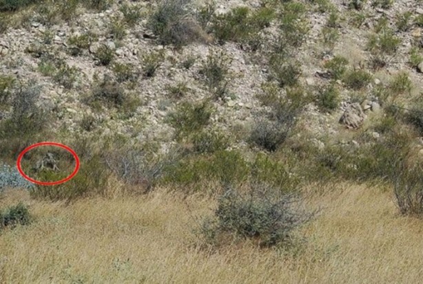 Foto - Onları görebilmek neredeyse imkansız