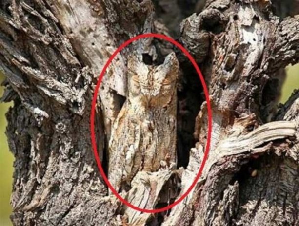 Foto - Onları görebilmek neredeyse imkansız