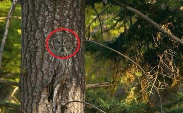 Foto - Onları görebilmek neredeyse imkansız