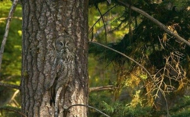 Foto - Onları görebilmek neredeyse imkansız