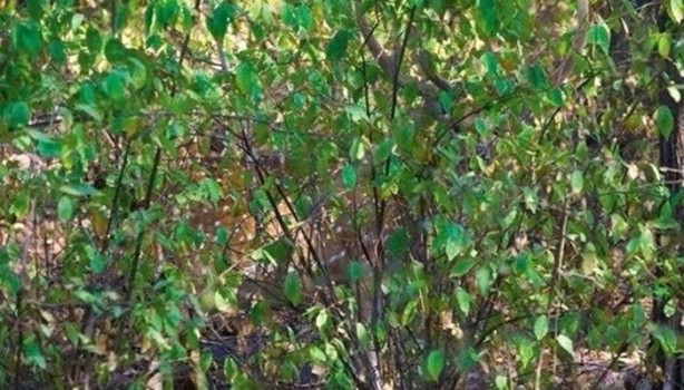 Foto - Onları görebilmek neredeyse imkansız