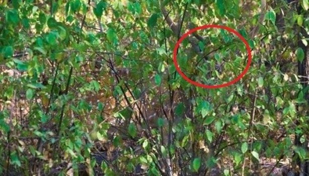 Foto - Onları görebilmek neredeyse imkansız