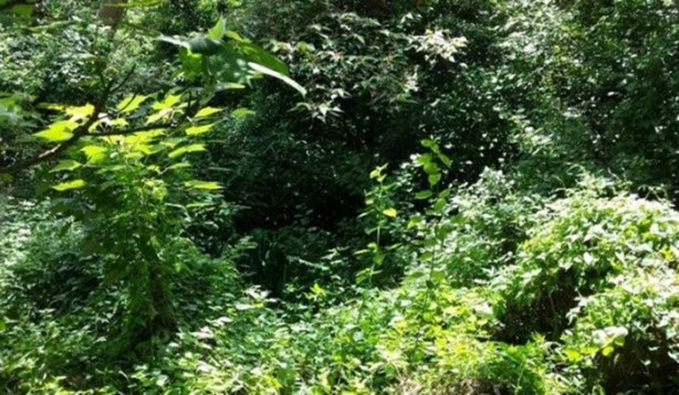 Foto - Onları görebilmek neredeyse imkansız