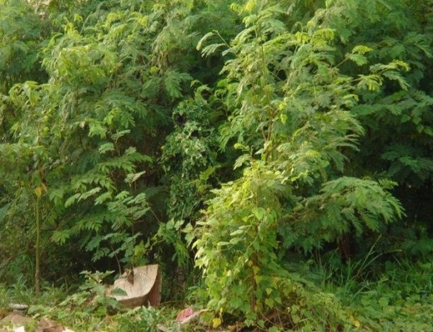 Foto - Onları görebilmek neredeyse imkansız