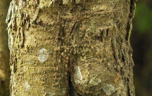 Foto - Onları görebilmek neredeyse imkansız