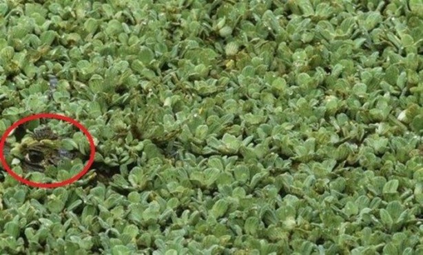 Foto - Onları görebilmek neredeyse imkansız