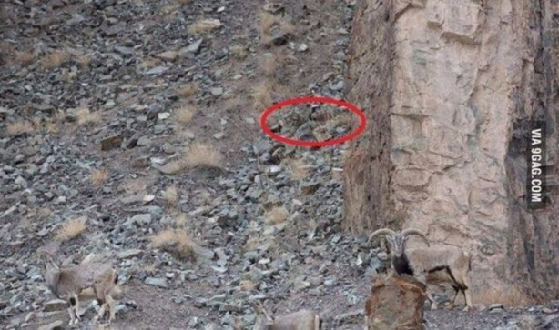 Foto - Onları görebilmek neredeyse imkansız