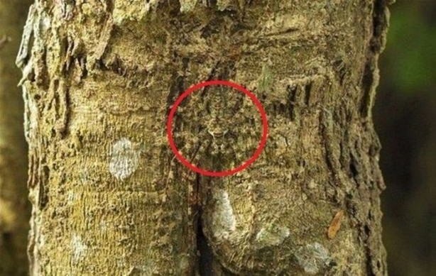 Foto - Onları görebilmek neredeyse imkansız