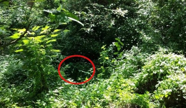 Foto - Onları görebilmek neredeyse imkansız