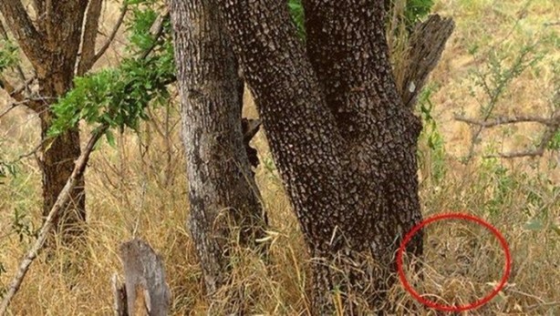 Foto - Onları görebilmek neredeyse imkansız