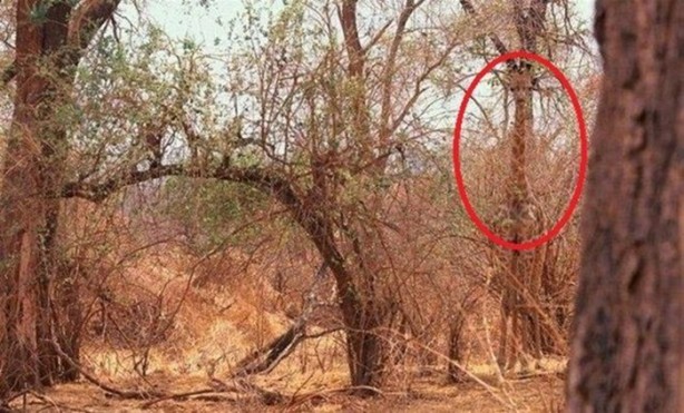 Foto - Onları görebilmek neredeyse imkansız