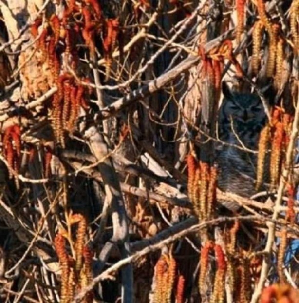 Foto - Onları görebilmek neredeyse imkansız
