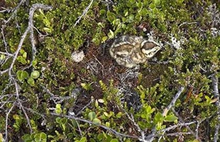 Foto - Onları görmek mümkün değil