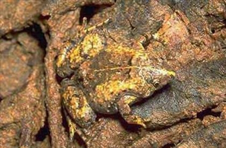 Foto - Onları görmek mümkün değil