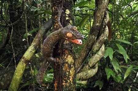 Foto - Onları görmek mümkün değil