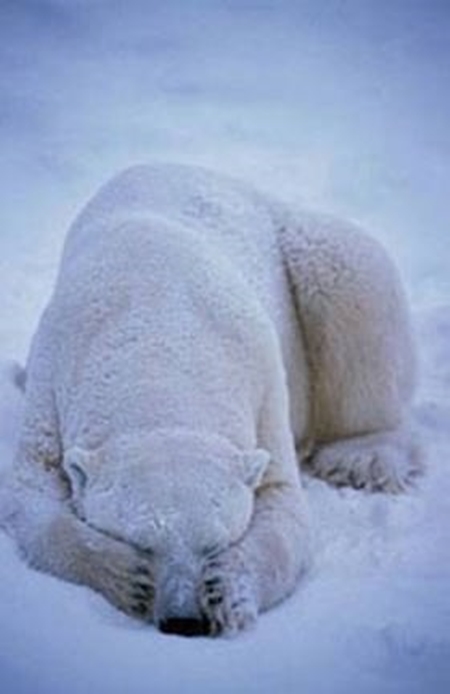 Foto - Onları görmek mümkün değil