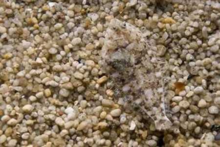 Foto - Onları görmek mümkün değil