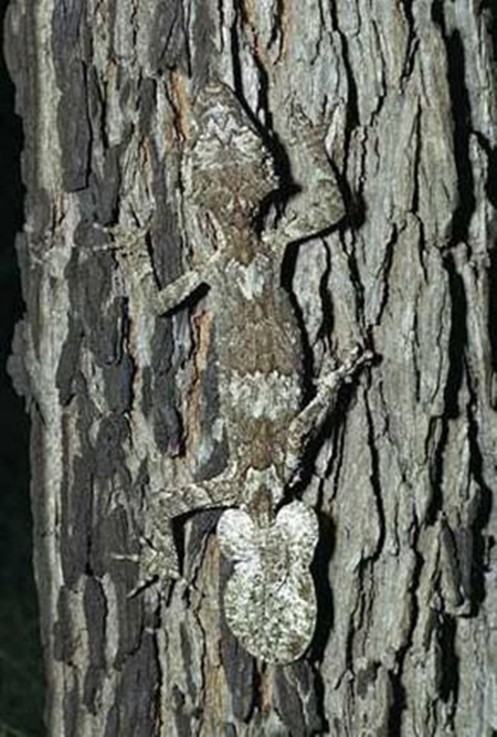 Foto - Onları görmek mümkün değil