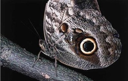 Foto - Onları görmek mümkün değil