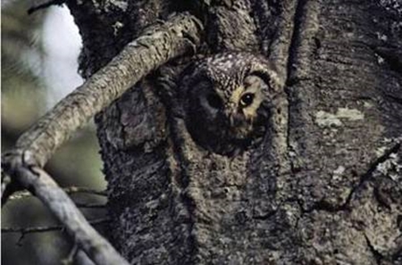 Foto - Onları görmek mümkün değil