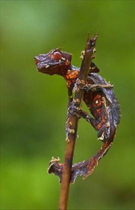 Foto - Onları görmek mümkün değil
