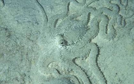 Foto - Onları görmek mümkün değil